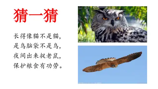 课文9-《让猫头鹰好好睡觉》