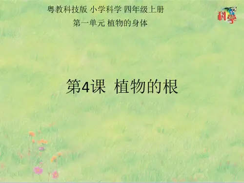 四年级上册科学课件《植物的根》(共18页)PPT粤教版