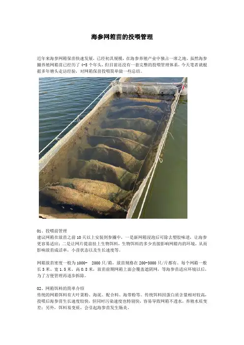 海参网箱苗的投喂管理