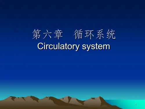 循环系统ppt课件