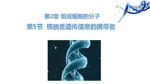 2.5 核酸是遗传信息的携带者(1.5课时)高一生物课件(人教版2019必修1)