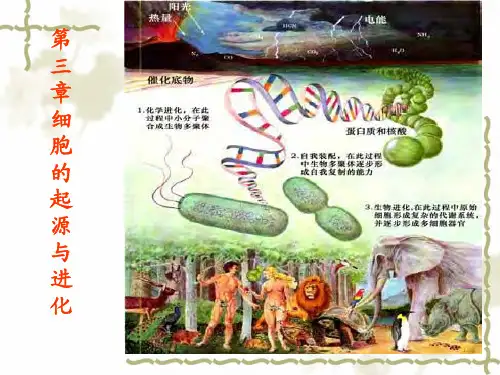 细胞的起源与进化-进化生物学-课件-03