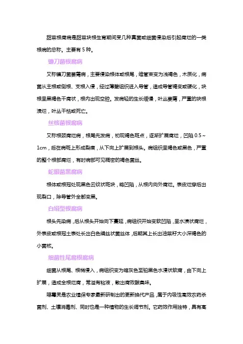 甜菜根腐病怎么治