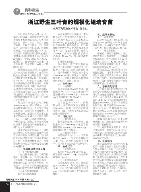 浙江野生三叶青的规模化组培育苗
