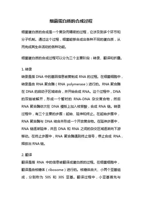细菌蛋白质的合成过程