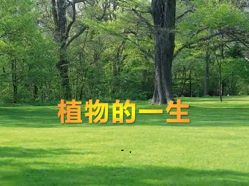 《植物的一生》PPT课件