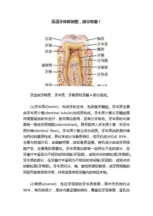 高清牙体解剖图，建议收藏！