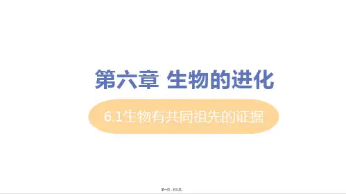 新教材人教版高中生物必修二 6-1 生物有共同祖先的证据 教学课件
