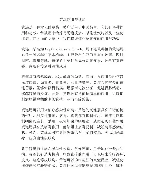 黄连作用与功效