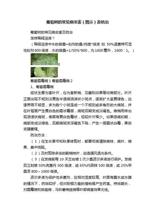 葡萄树的常见病虫害（图示）及防治