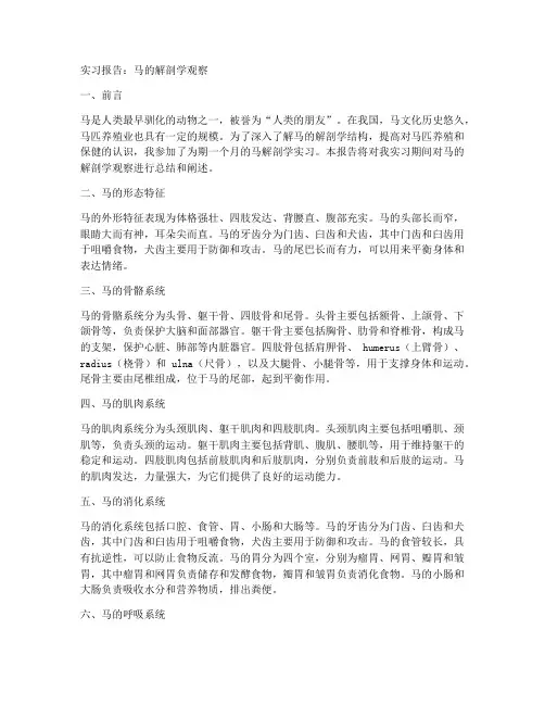 实习报告马的解剖