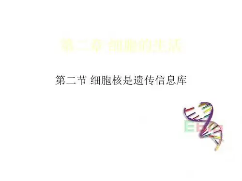 七年级生物细胞核