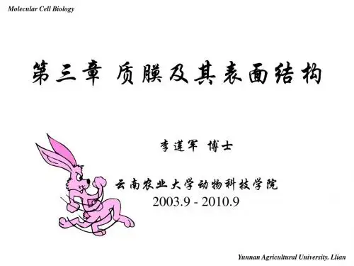 分子细胞生物学——细胞膜及细胞表面