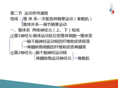神经系统的传导通路—运动传导通路(人体解剖学课件)