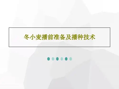 冬小麦播前准备及播种技术PPT文档22页
