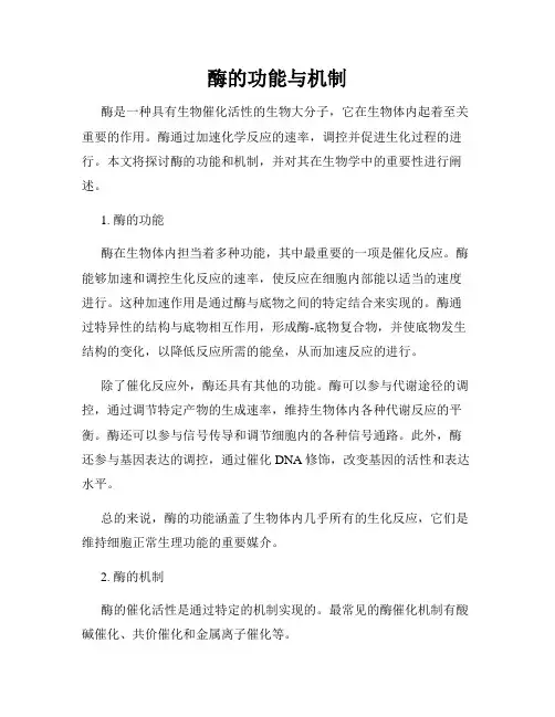 酶的功能与机制