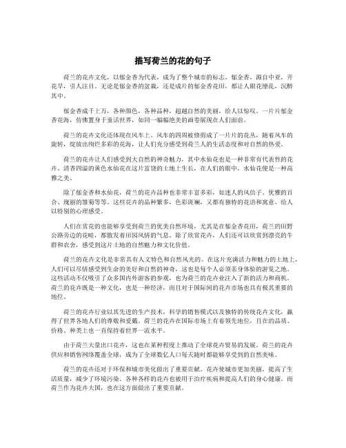 描写荷兰的花的句子