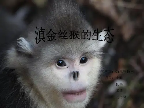 黑白仰鼻猴ppt