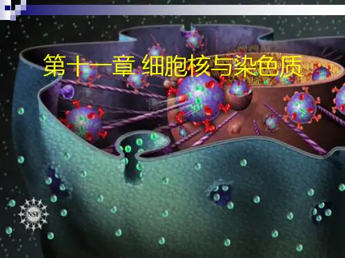 细胞核与染色质