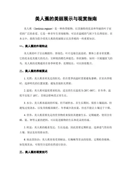 美人蕉的美丽展示与观赏指南