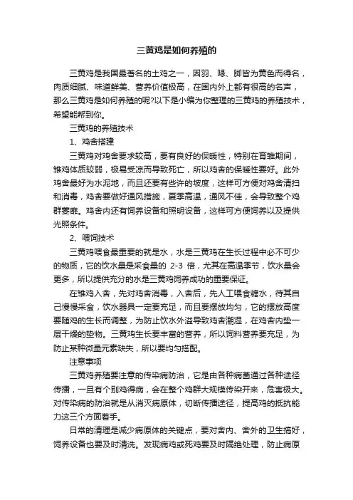 三黄鸡是如何养殖的