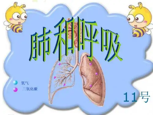 五年级上册科学肺和呼吸苏教版 (5)