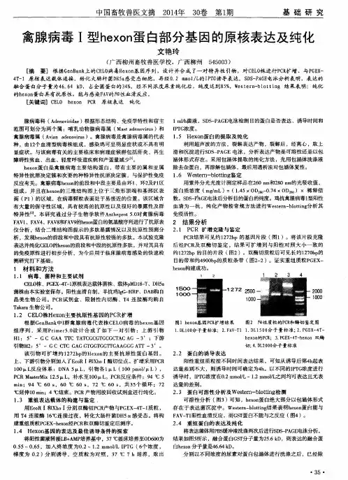 禽腺病毒Ⅰ型hexon蛋白部分基因的原核表达及纯化