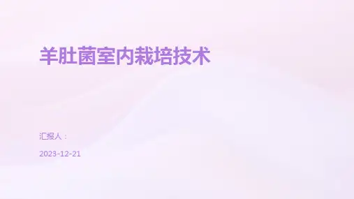 羊肚菌室内栽培技术