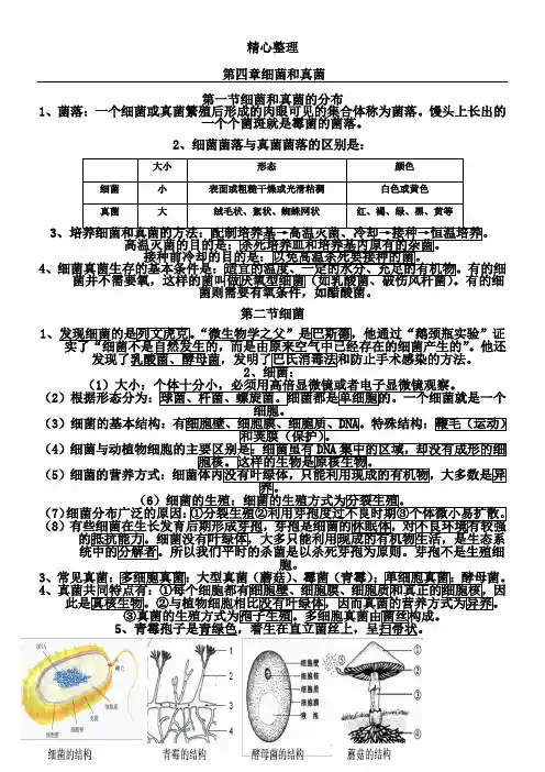 第四章 细菌和真菌——思维导图