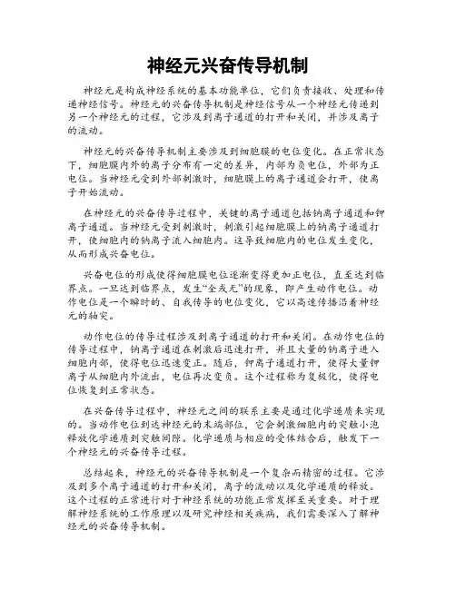 神经元兴奋传导机制
