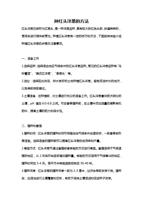 种红头洋葱的方法