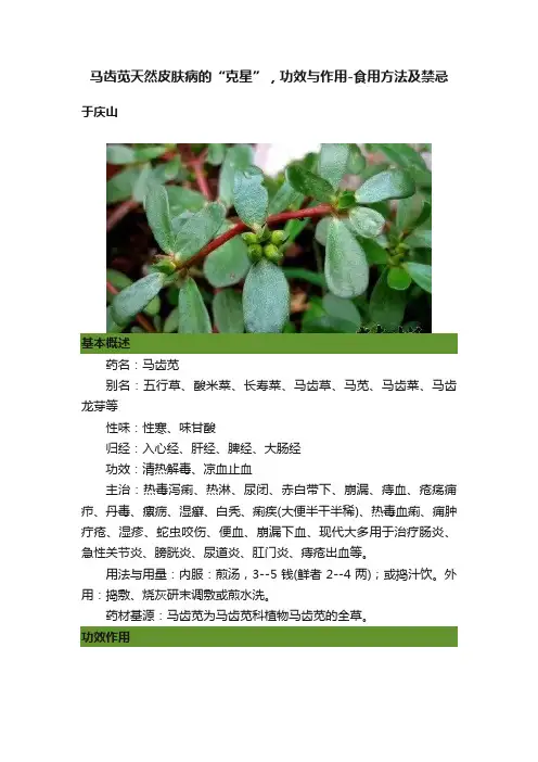 马齿苋天然皮肤病的“克星”，功效与作用-食用方法及禁忌