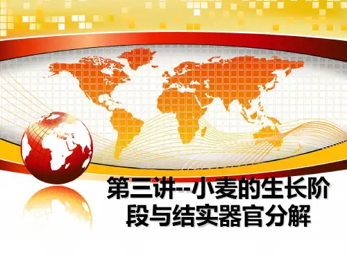 【精编】第三讲--小麦的生长阶段与结实器官分解PPT课件