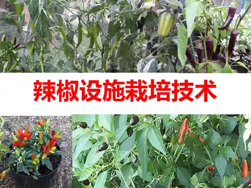 茄果类蔬菜设施栽培-2