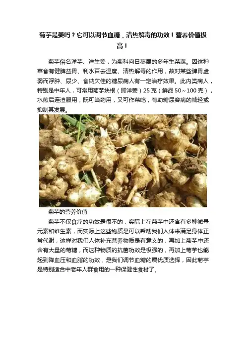 菊芋是姜吗？它可以调节血糖，清热解毒的功效！营养价值极高！