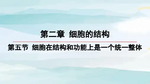 第5节-细胞在结构和功能上是一个统一整体高中生物必修一浙科版