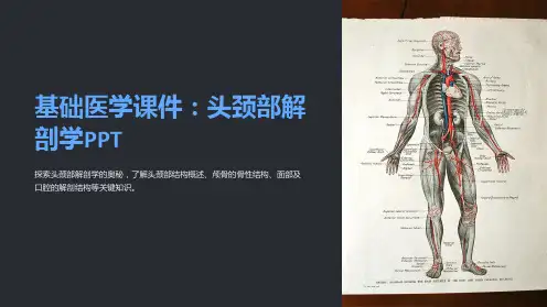 基础医学课件：头颈部解剖学PPT