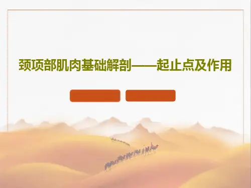 颈项部肌肉基础解剖——起止点及作用共38页PPT