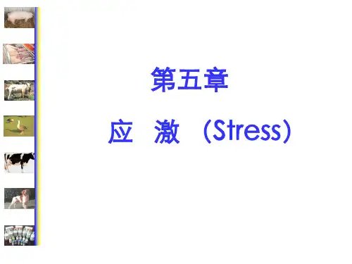 应激PPT课件