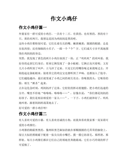 作文小鸡仔