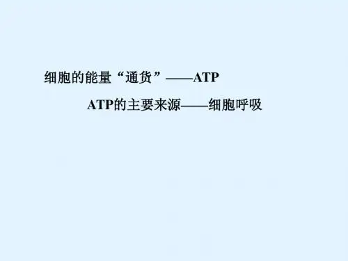 最新2015届高考生物一轮详细复习 细胞的能量“通货” ATP ATP的主要来源 细胞呼吸 课件 新人教版