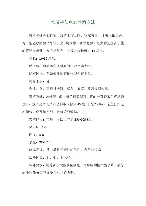 埃及神仙鱼的养殖方法