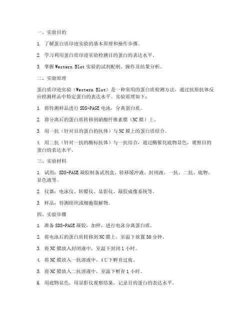蛋白印实验报告