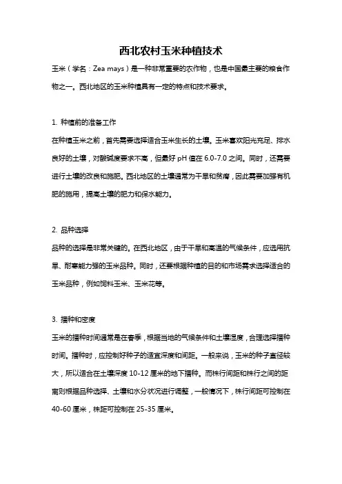 西北农村玉米种植技术