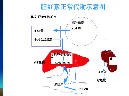 新生儿与新生儿急病患儿护理新生儿黄疸最全PPT资料