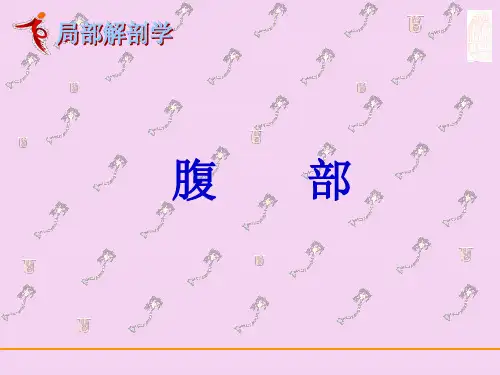 局部解剖学-腹部ppt课件