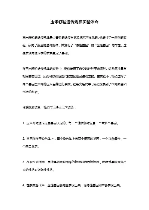 玉米籽粒遗传规律实验体会