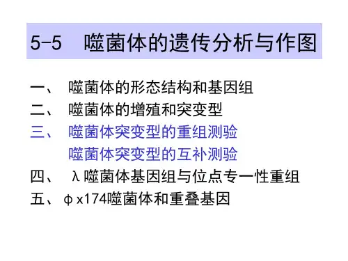 噬菌体的遗传分析