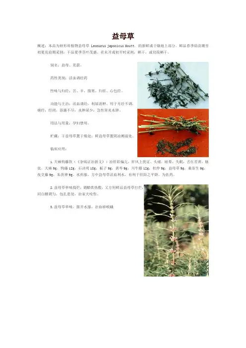 益母草