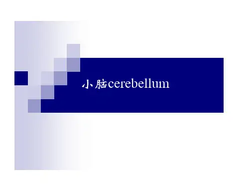 小脑、间脑